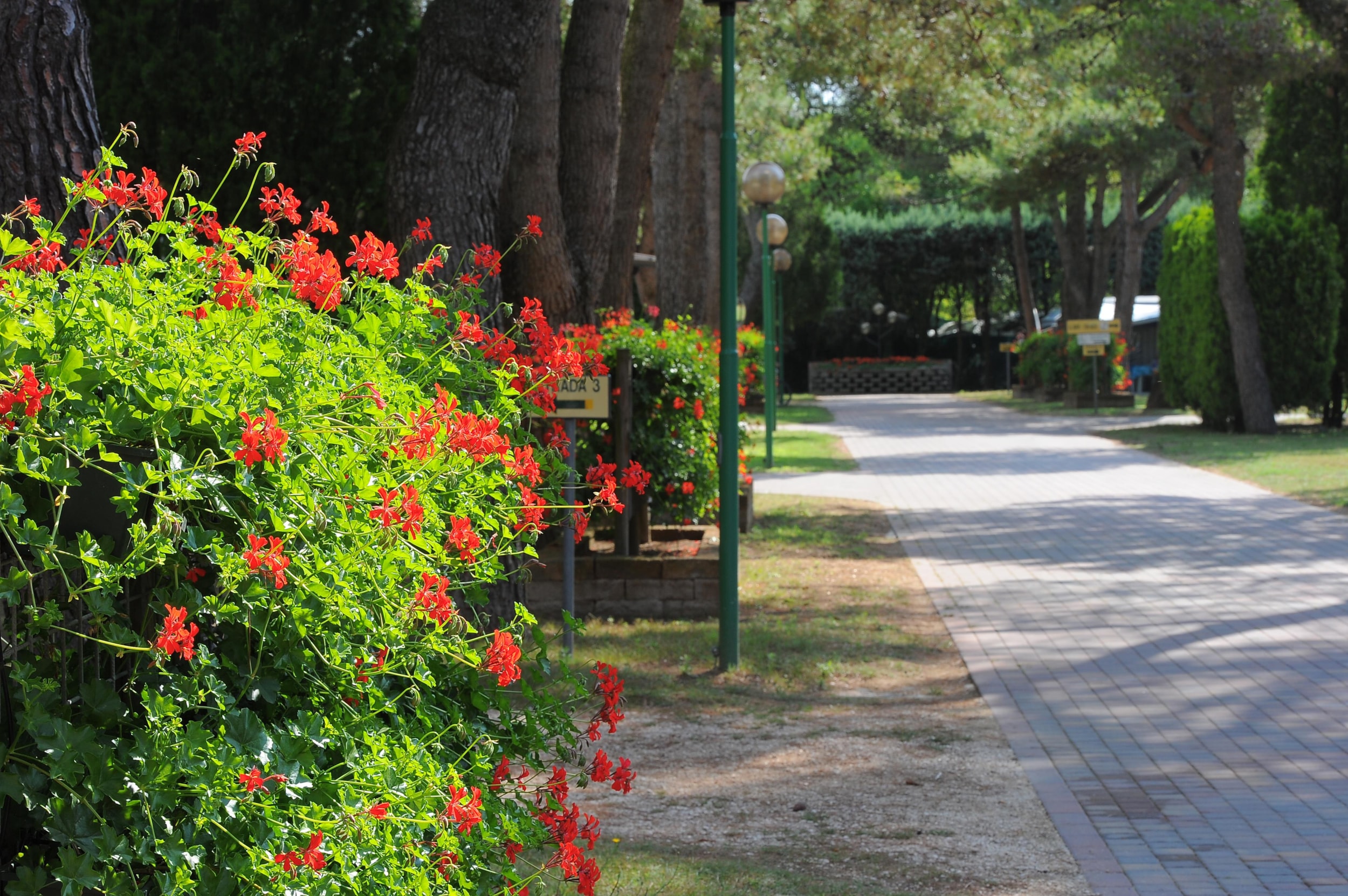 Camping Village Al Boschetto — Photo 7