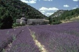 Camping La Pinède en Provence - image n°28 - Roulottes