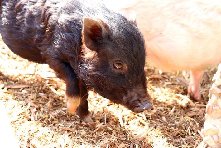 Uhlenköper-Camp Uelzen - image n°23 - UniversalBooking