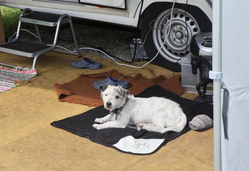 Emplacement Xxl Les Chiens Sont Bienvenus (Env. 180 M²)