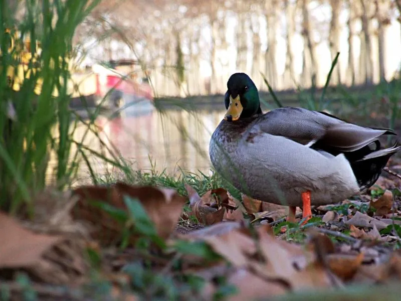 Camping les Berges du Canal