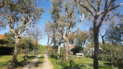 Camping Bella Vista