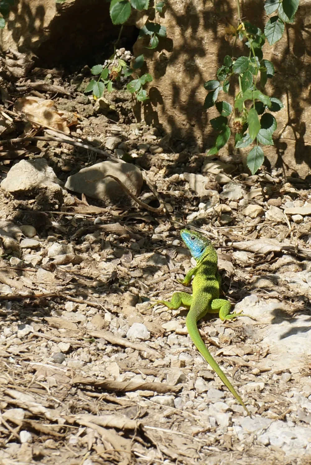 CAMPING DE L'ARCHE - image n°6 - Ardeche