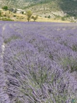 Foto #31 van Camping de Laborie