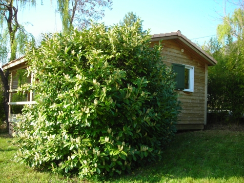 Accommodation - Romarin = Wooden Chalet  (30.80M²) - - Camping Les Lavandes