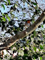 Foto #12 van Camping Les Hortensias