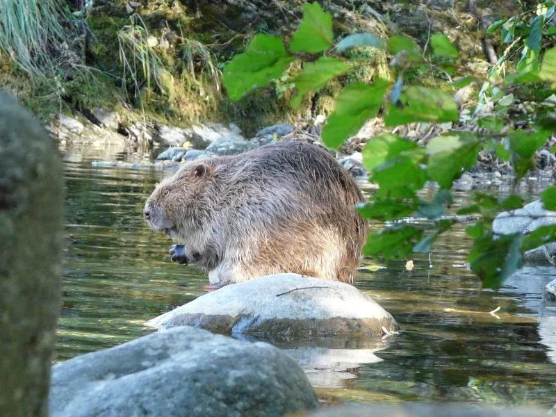 CAMPING RELAIS DES BRISON