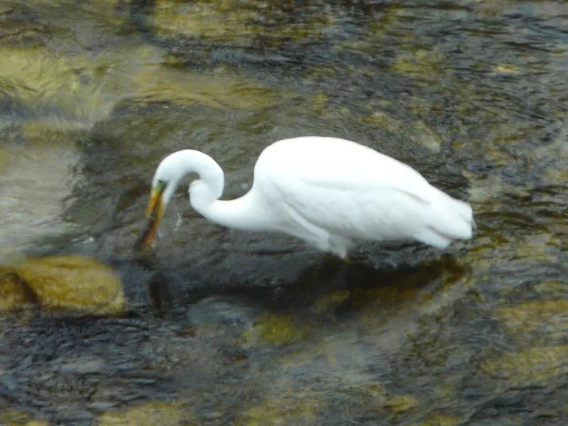 CAMPING RELAIS DES BRISON