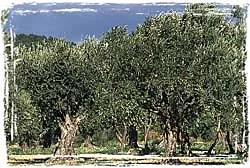 Camping de la Plage - image n°18 - Ardeche