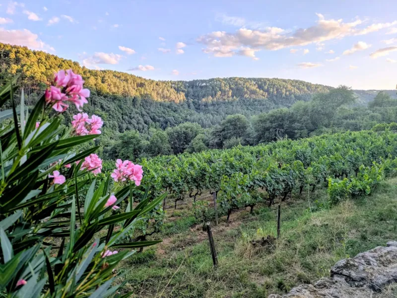 Emplacement Premium Tente