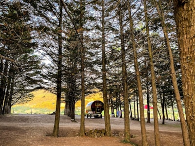 Pitch + tent or caravan