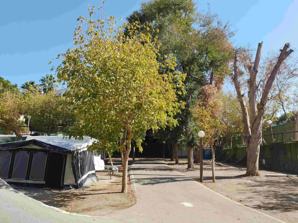 Camping  El Pino