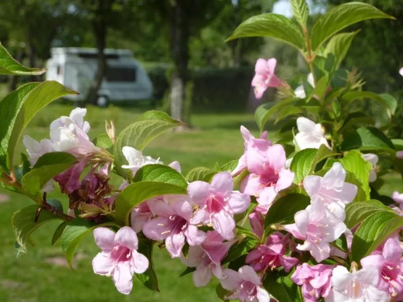 Forfait Emplacement & Voiture