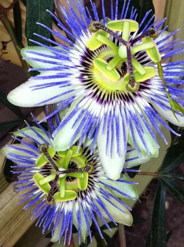 Emplacement Tente Forfait 1 Personne