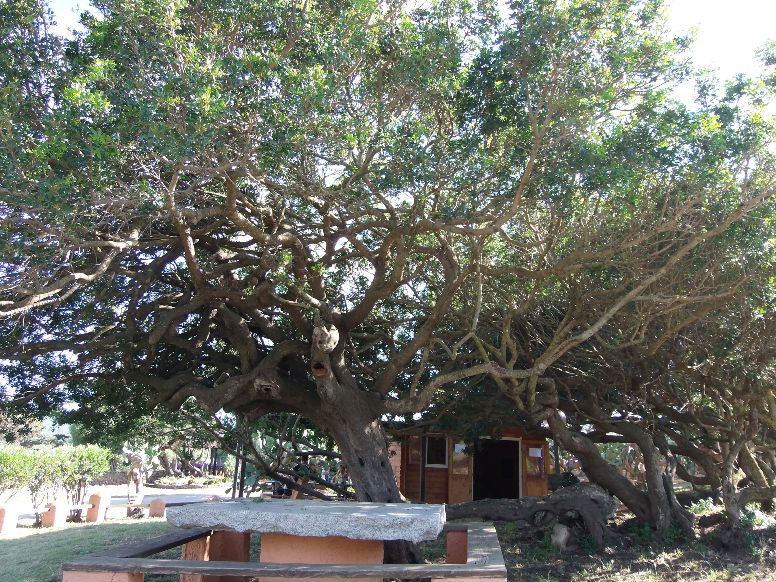 Camping La Liccia — Photo 9