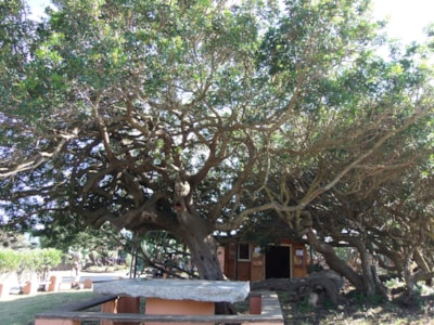 Camping La Liccia