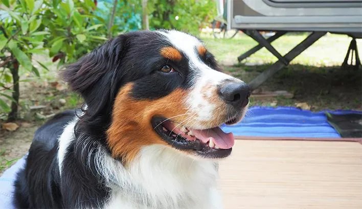 Emplacement Max - Caravane, Camping Car