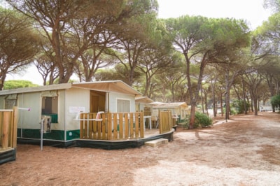 Tent Oasi — 2
