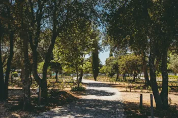 Stellplatz - Stellplatz Superior - Maistra Camping Amarin