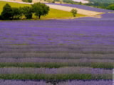 Foto #115 van Flower Camping Les Paillotes en Ardèche