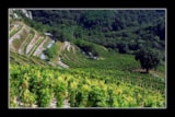 Foto #102 van Flower Camping Les Paillotes en Ardèche