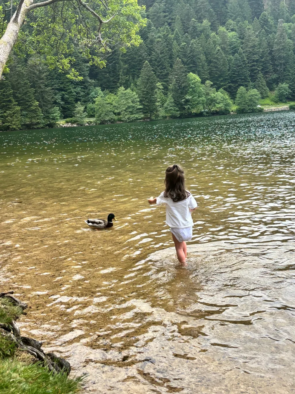 Camping Montagne des Vosges