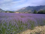 Foto #53 van Camping Les Rives du Lac