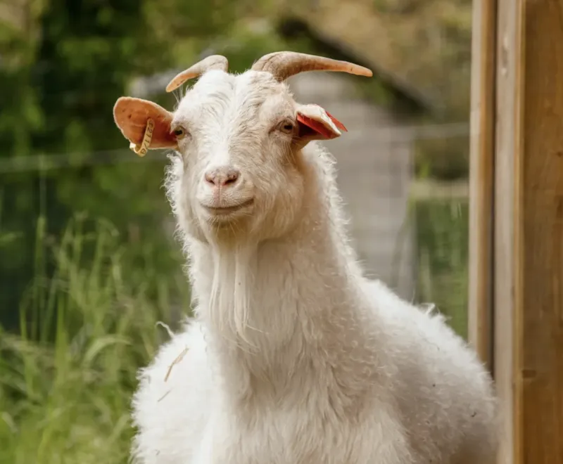 Emplacement Confort +