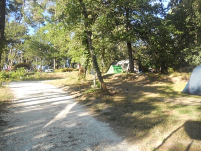 XL Forest site with 6A electricity included - 100 to 120 m² for caravans or tents