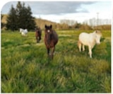 Foto #41 van Camping de l’Ilot