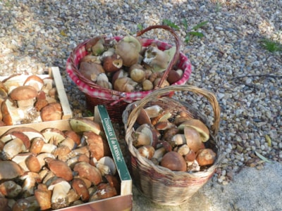 Relaxing weekend in Périgord Vert in a mobile home — 7