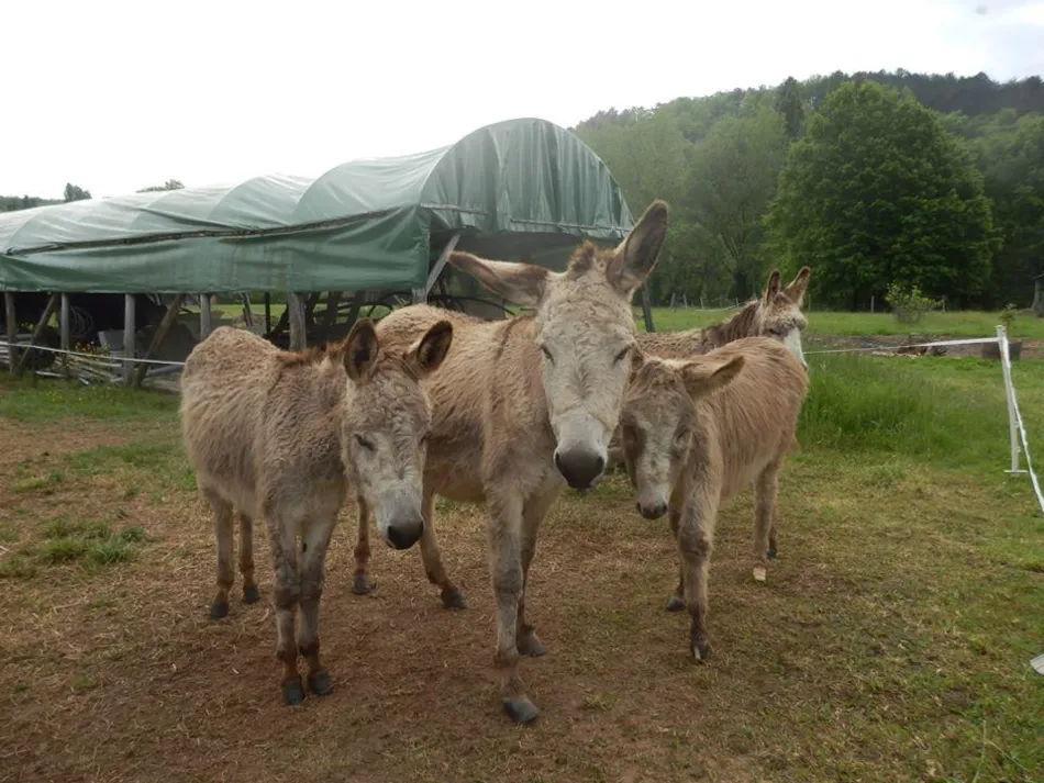 Camping la Ferme de Perdigat