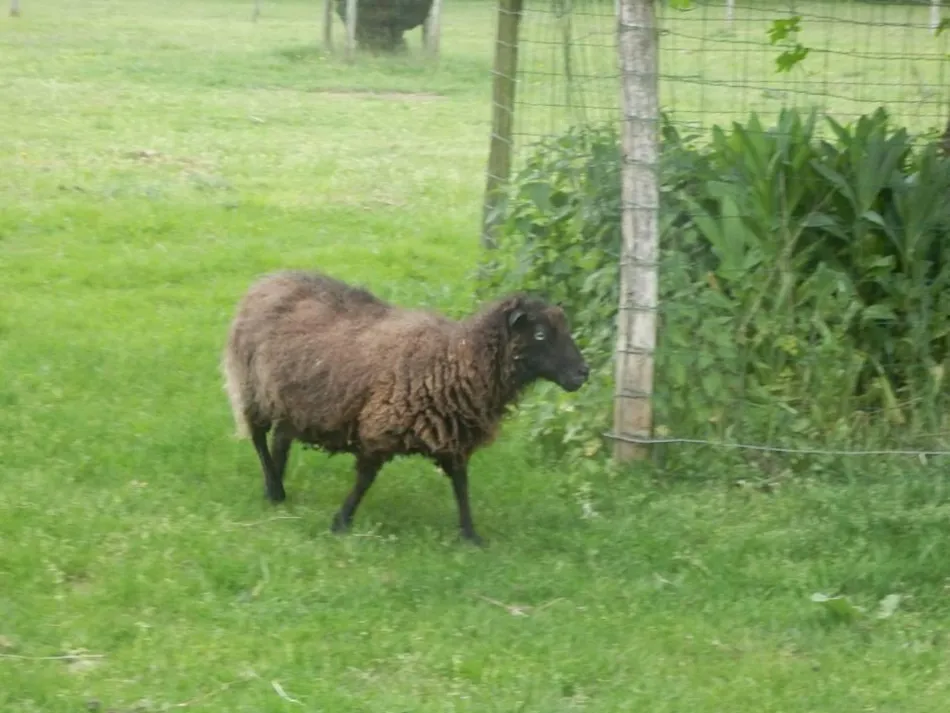 Camping la Ferme de Perdigat