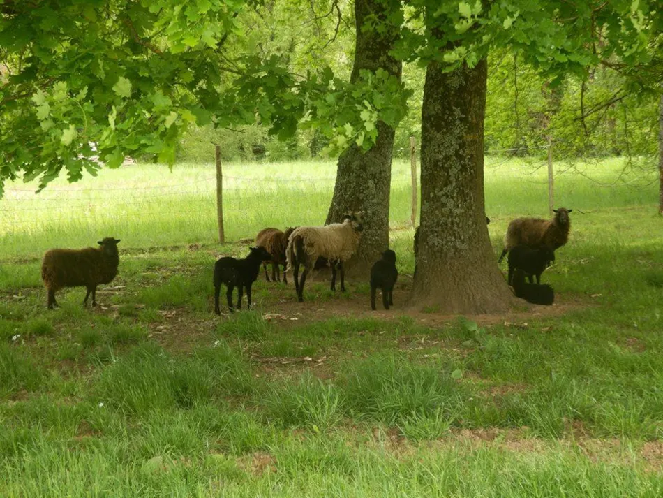 Camping la Ferme de Perdigat