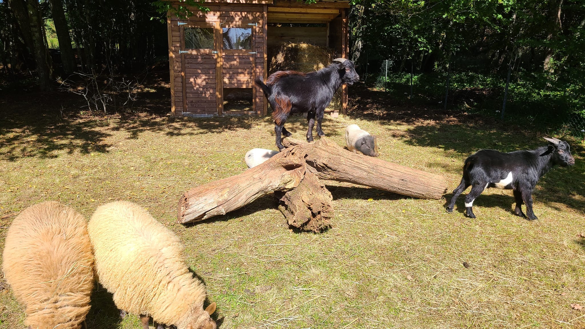 Camping Le Domaine du Bois Coquet — Photo 8