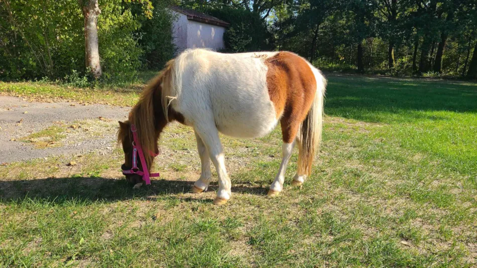 Camping Le Domaine du Bois Coquet