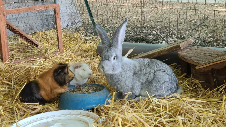 Camping Le Domaine du Bois Coquet