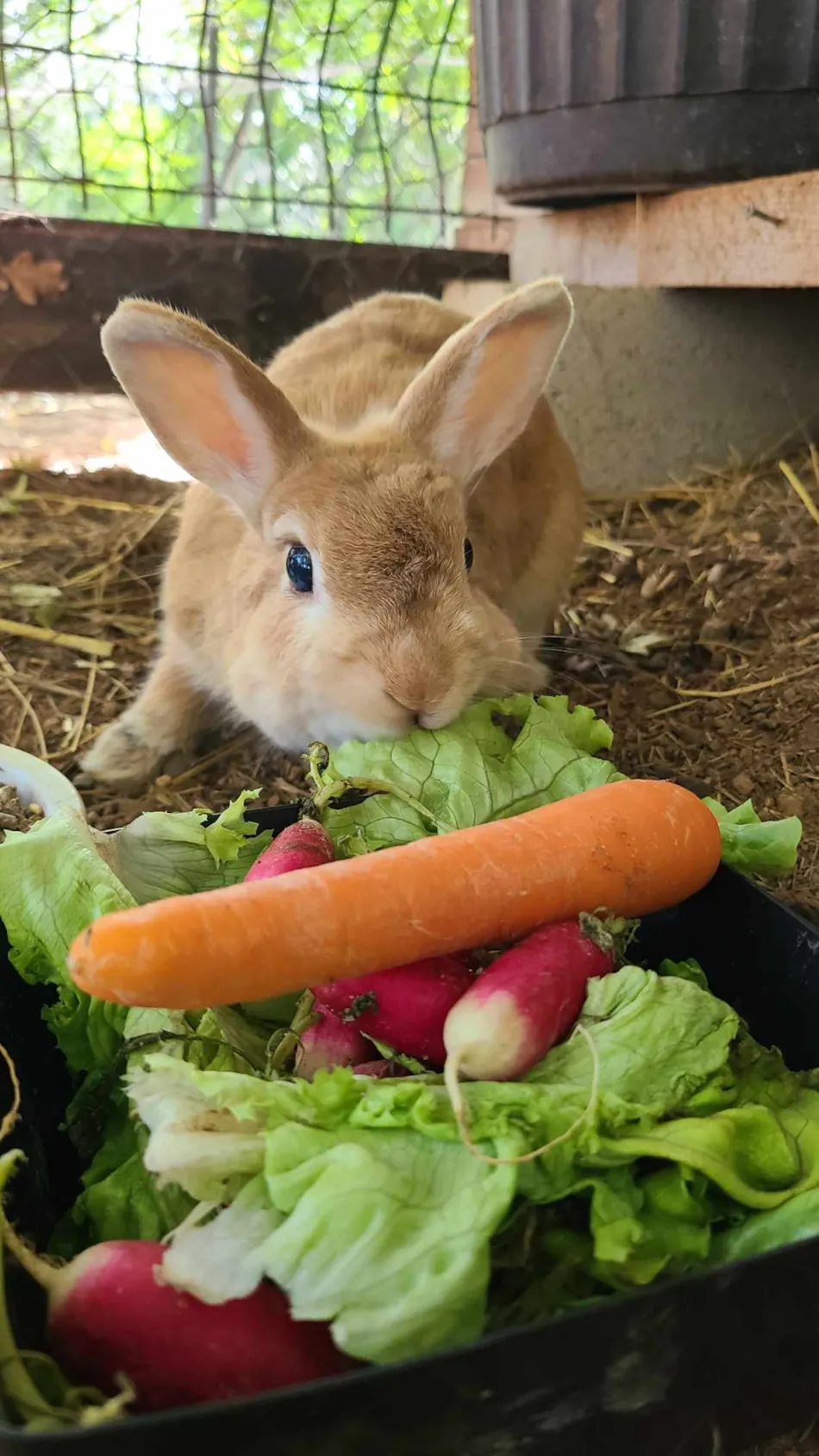 Camping Le Domaine du Bois Coquet