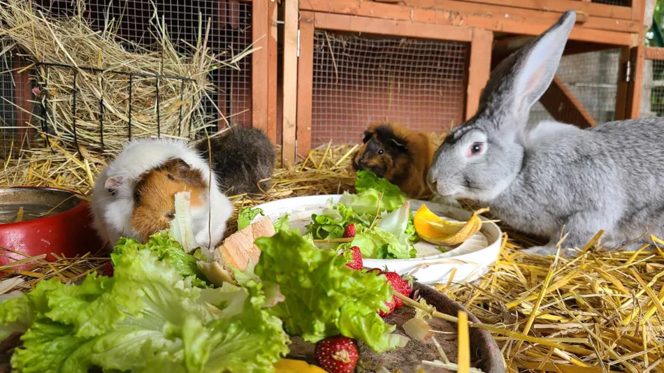 Camping Le Domaine du Bois Coquet