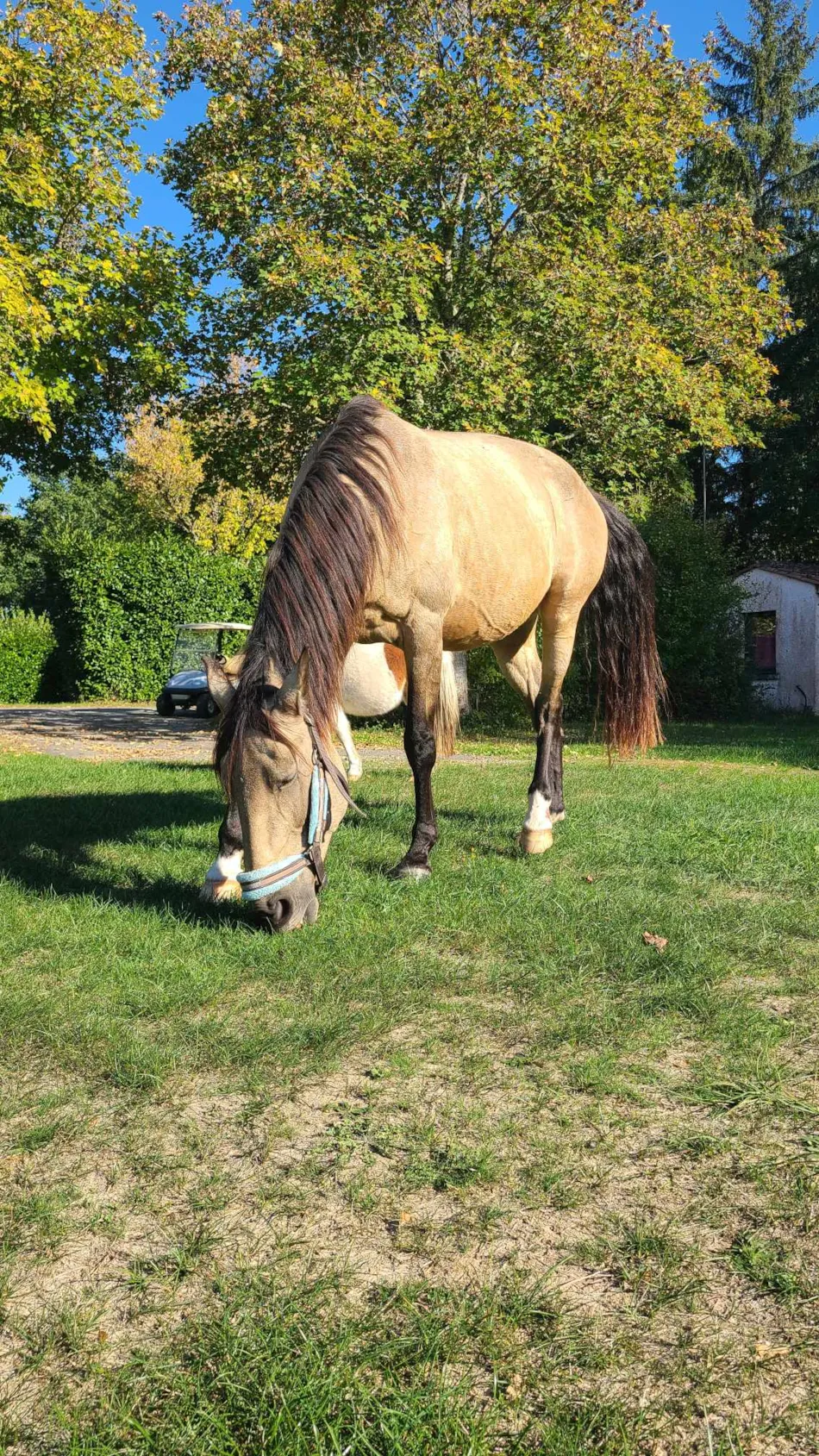Camping Le Domaine du Bois Coquet