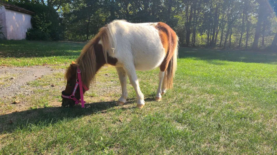 Camping Le Domaine du Bois Coquet