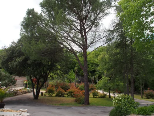 Emplacement - Emplacement De Camping - image n°4 - CAMPING LE MAS DU SARTRE