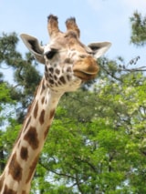 Foto #43 van Camping Le Beaulieu