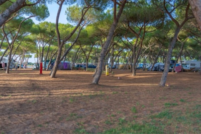 Pitch Pineta Platz — 4