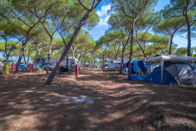 Pitch Pineta Platz — 1
