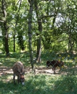 Foto #75 van Flower Camping Domaine Villa Verde