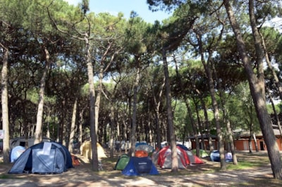 STANDARD Pitch 60 m2- (Tent - Caravan - Camping Car max 7 m)  with 1 Car or moto — 2