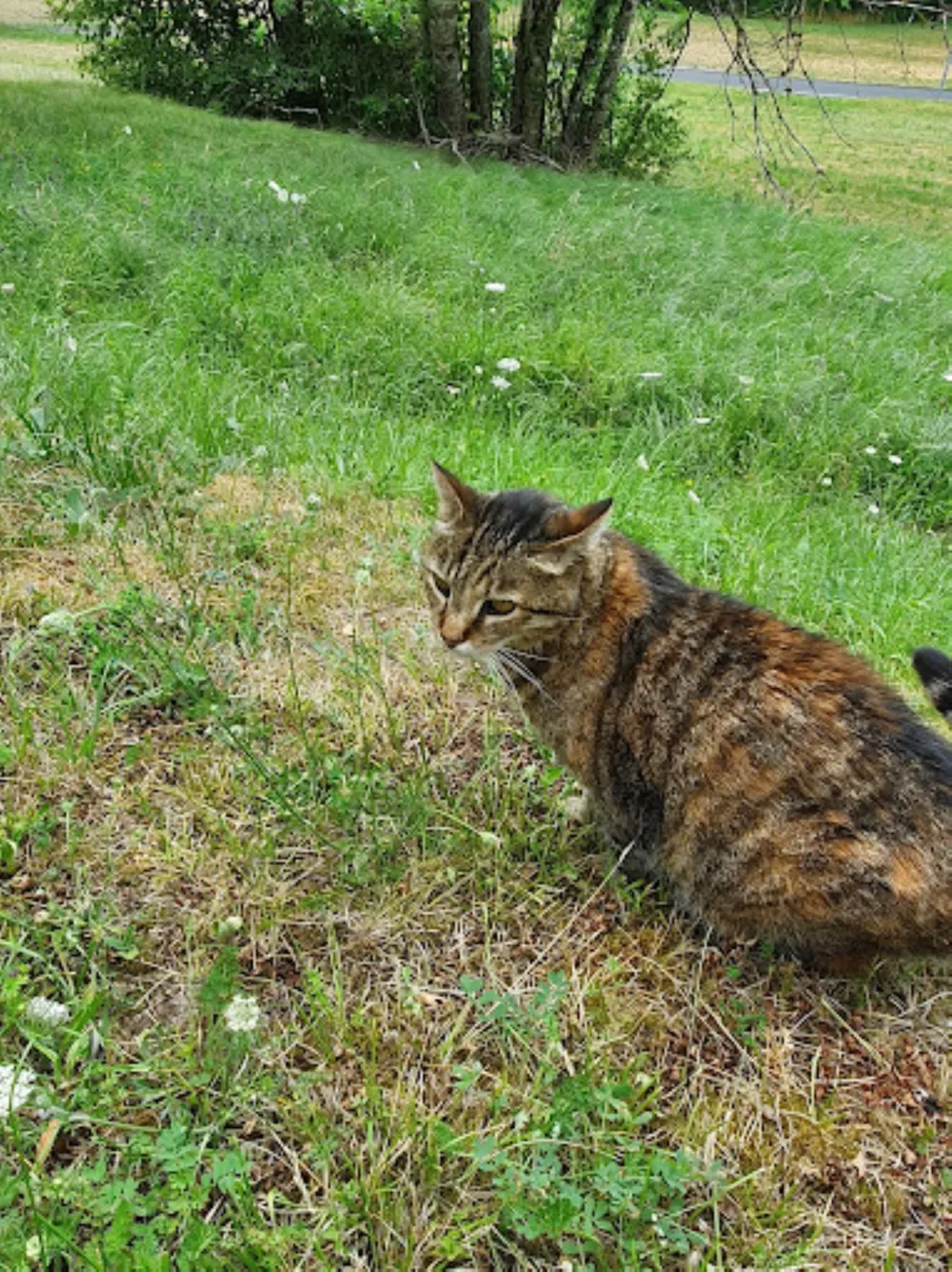 Camping Le Crêtoux - image n°27 - Savoie