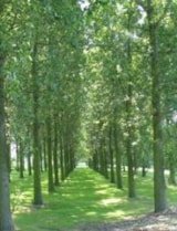 Foto #51 van Camping De Krabbeplaat