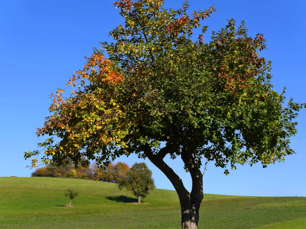 Nibelungen-Camping Am Schwimmbad - image n°23 - UniversalBooking